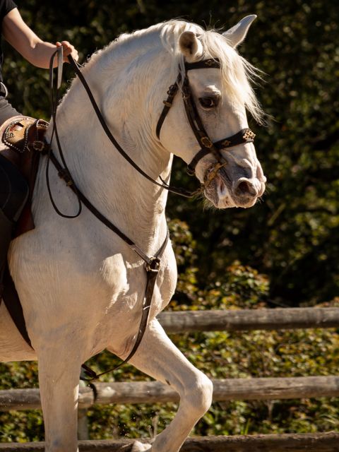 Horseback riding baptism Experience