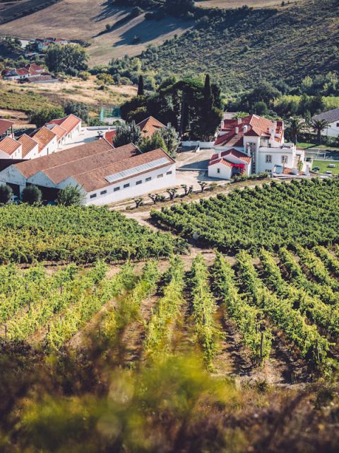 Lisbon & Wine
