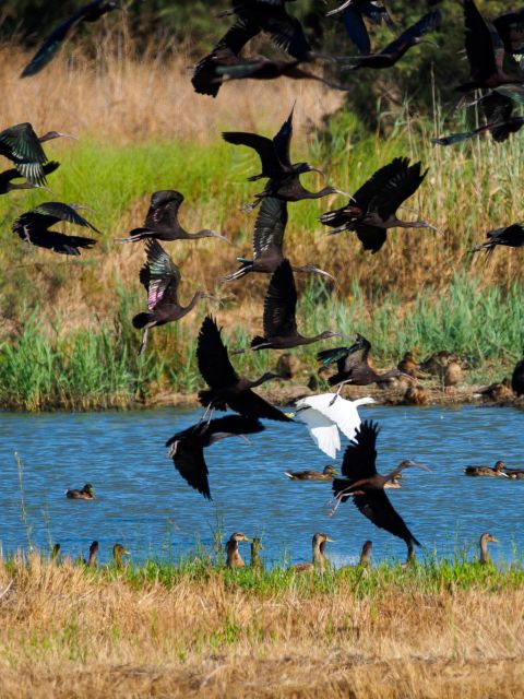 Observação de aves no Estuário do Tejo