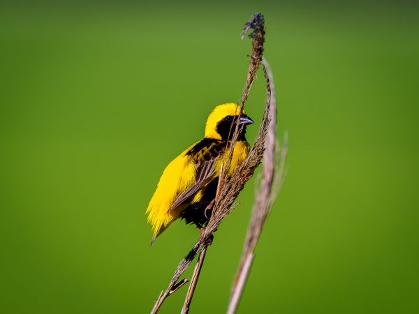 Observação de aves no Estuário do Tejo