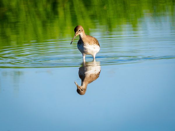 Birdwatching in the Tagus Estuary