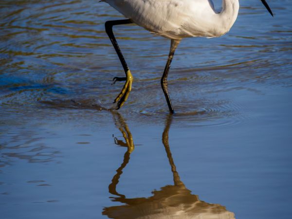 Observação de aves no Estuário do Tejo