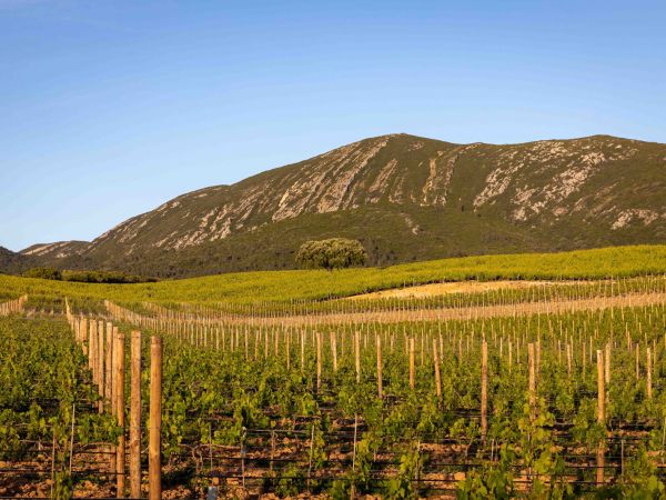 Tour vínico na Arrábida